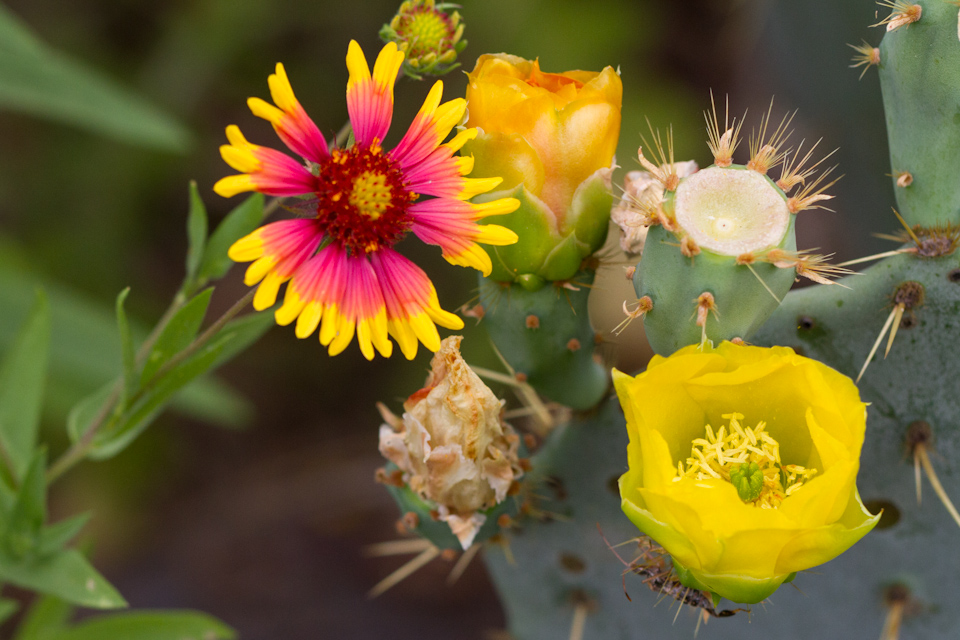 Desert Flowers in Austin, Texas