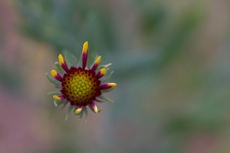 MIssing Petals in Austin, Texas