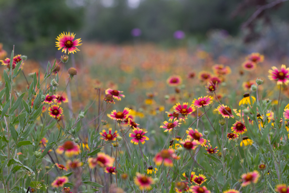Wild Flowers in Austin, Texas