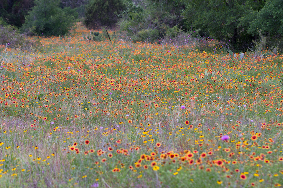River of Flowers in Austin, Texas