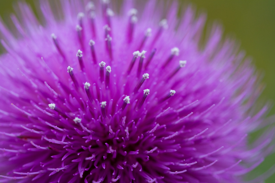 Purple Sphere in Austin, Texas