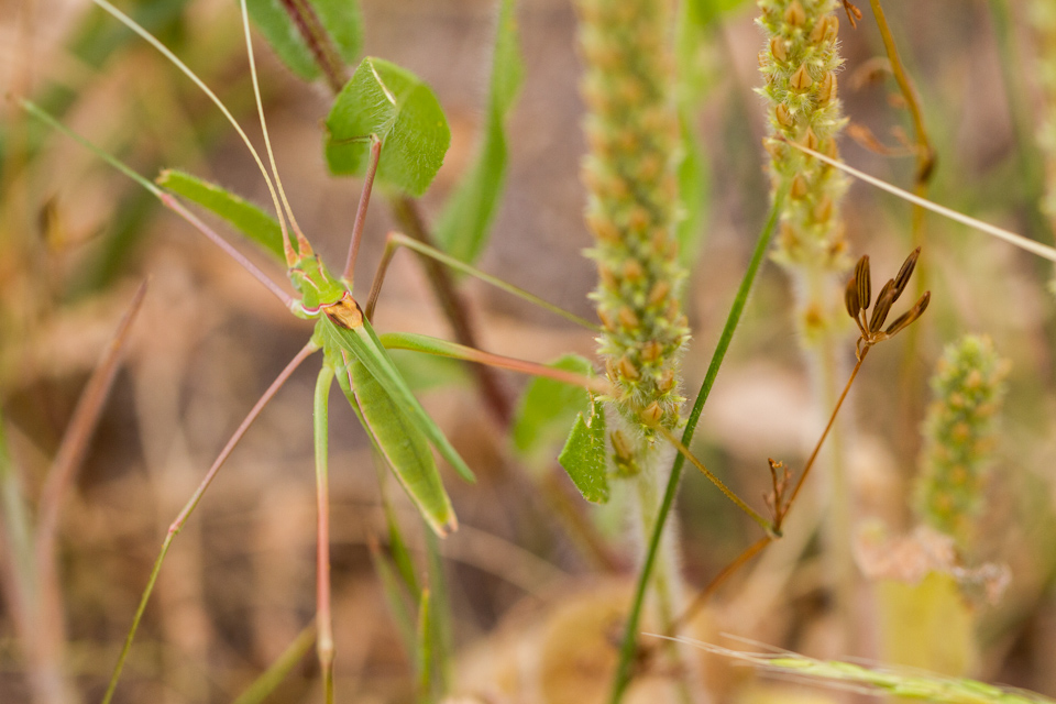 Can You See the Bug in Austin, Texas