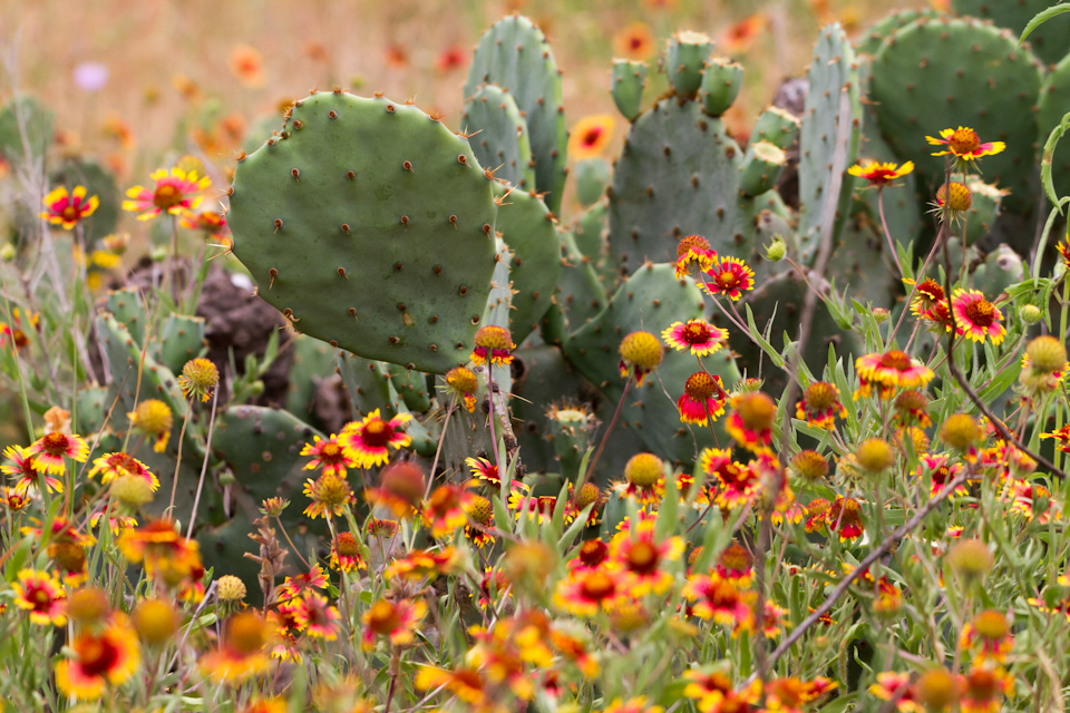 Flowers in Cactus in Austin, Texas