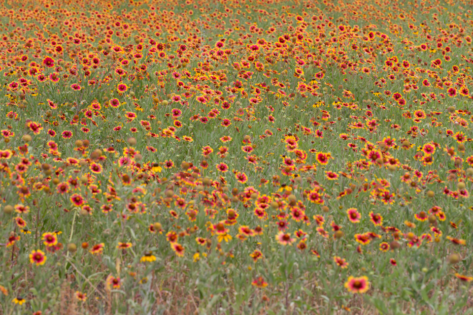 Field on Fire in Austin, Texas