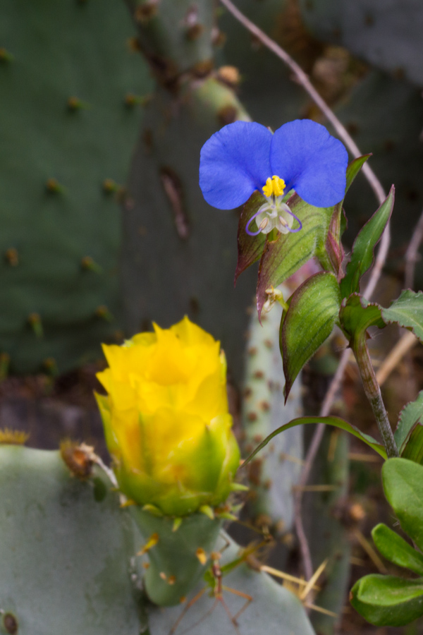 Blue and Cactus in Austin, Texas