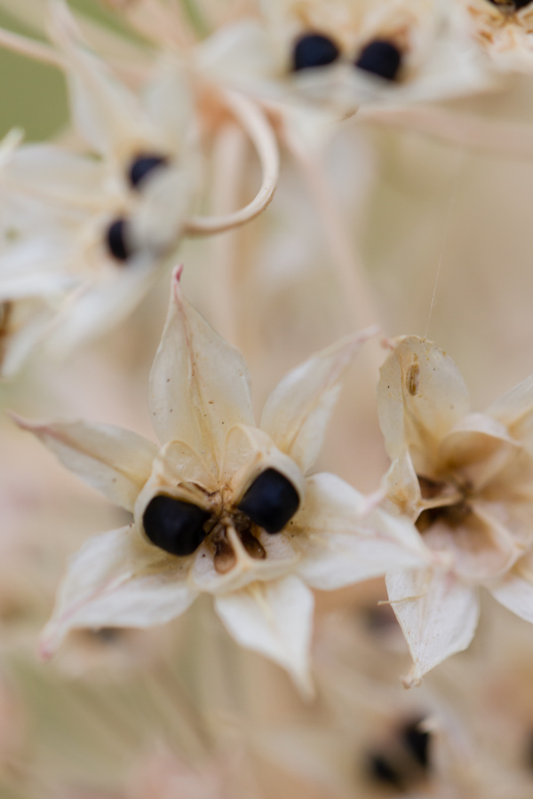 Skull Flower in Austin, Texas