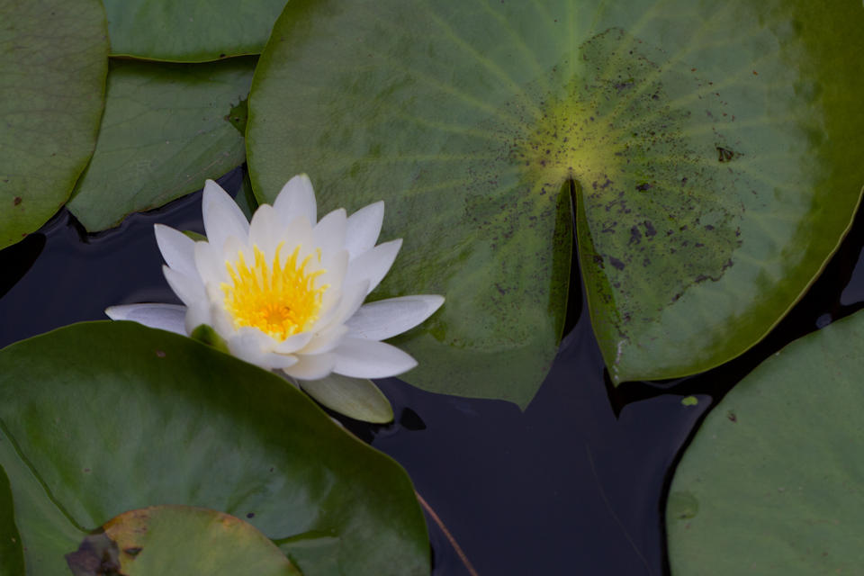 Water Lilly in Austin, Texas