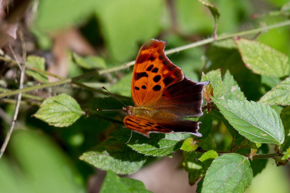 Texas Butterfly in Austin, Texas