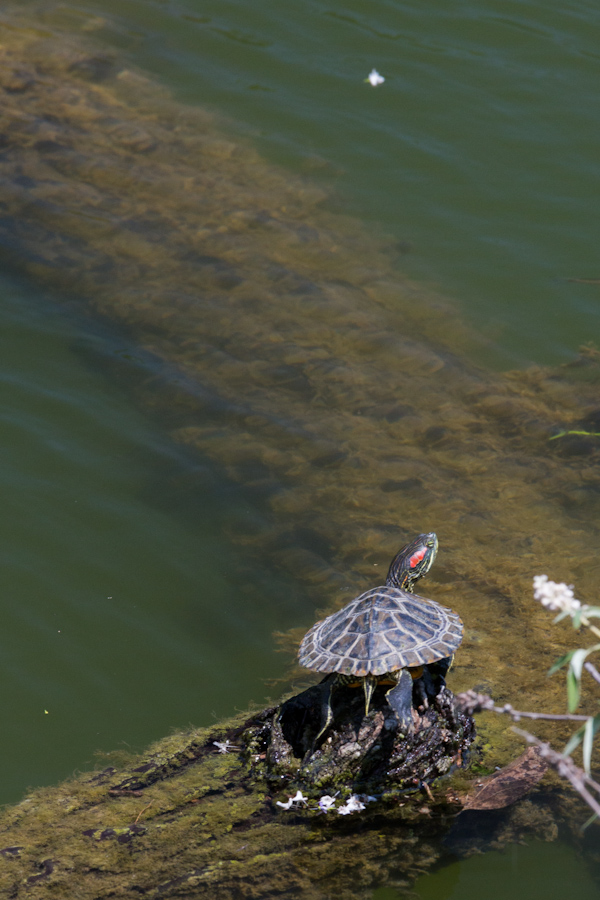 Sunning in Austin, Texas