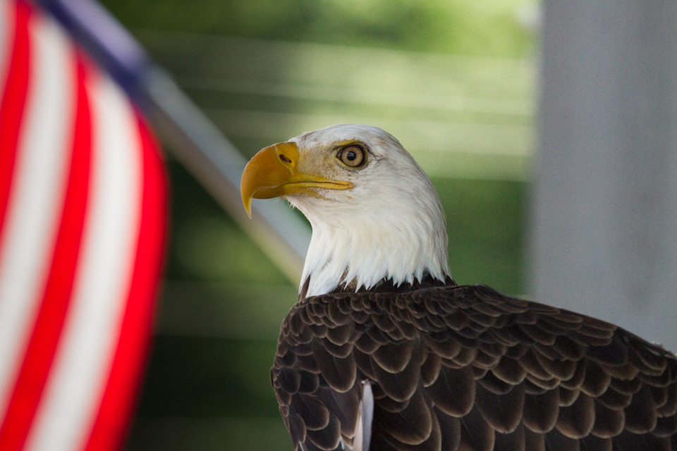 An American Bird in Highlands, North Carolina