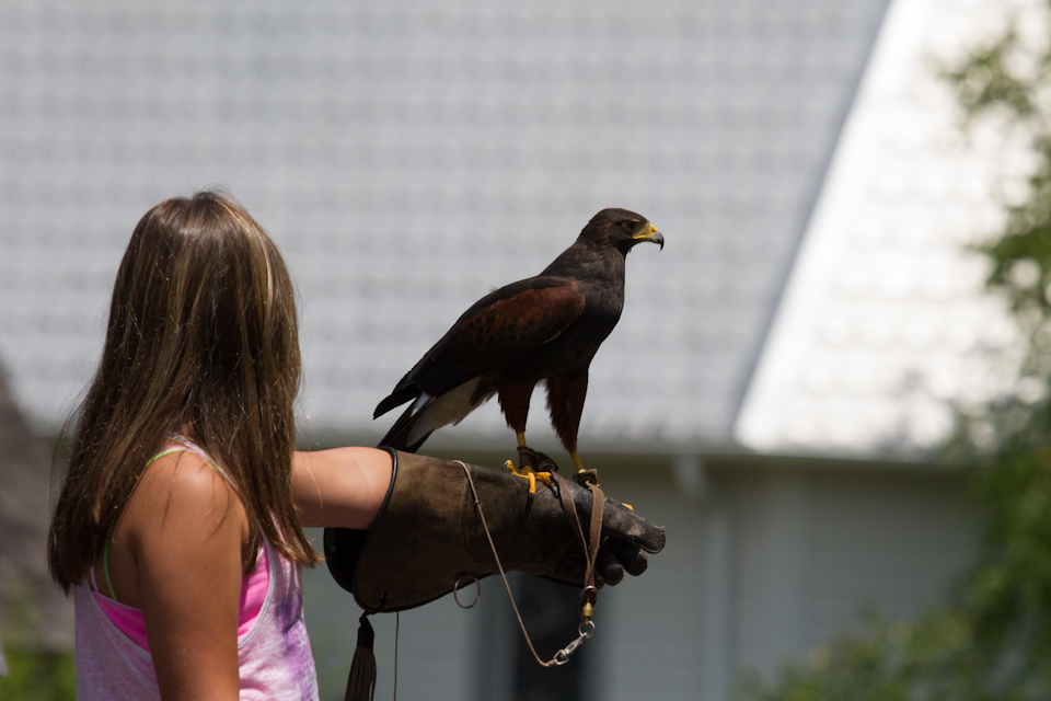Tourist Falconer in Highlands, North Carolina