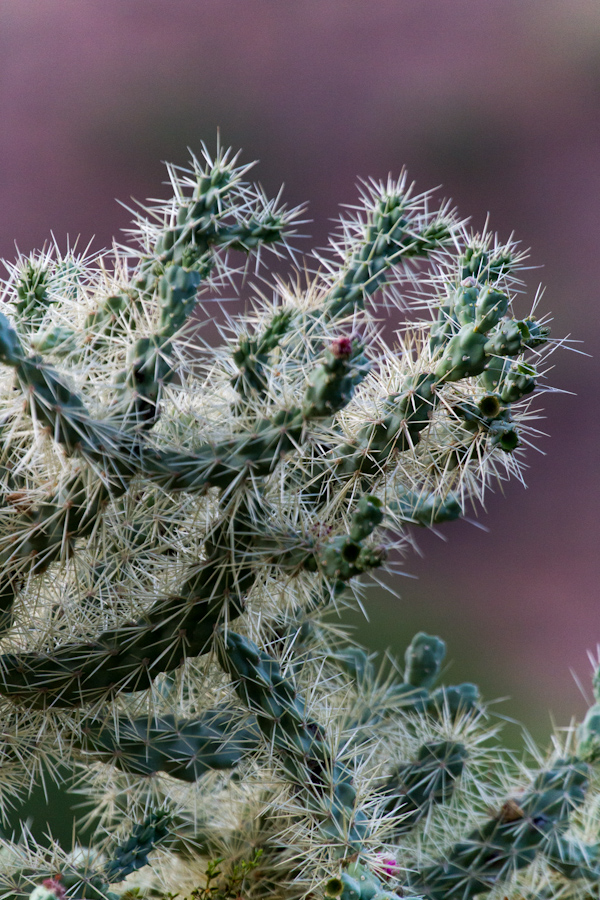 Spikes in Phoenix, Arizona