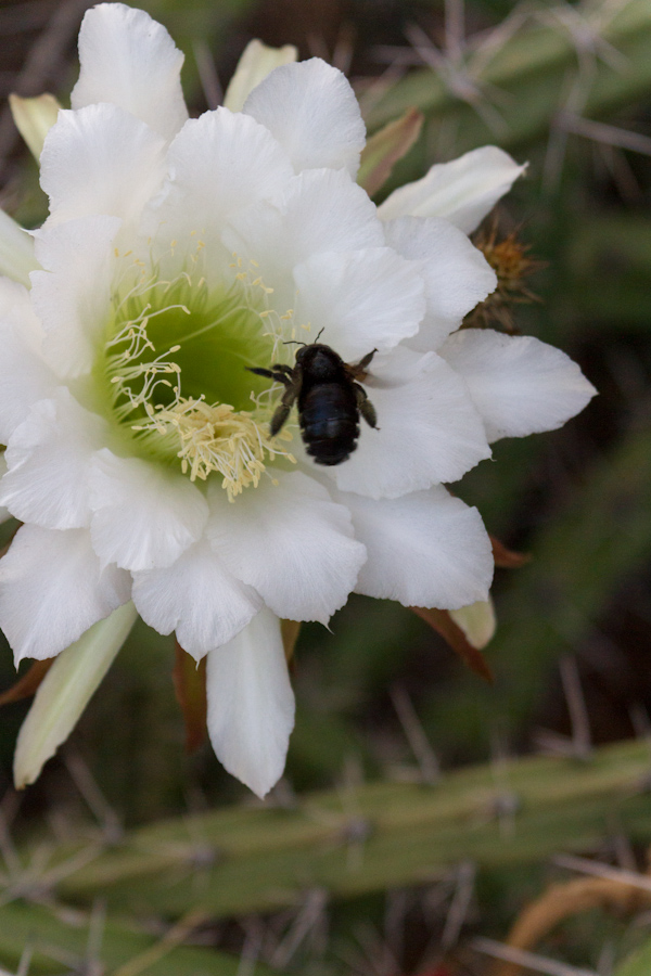 Black into White in Phoenix, Arizona