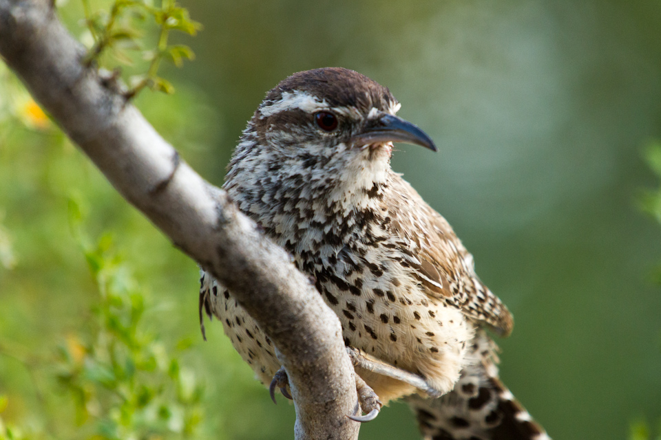 Cactus Wren in Phoenix, Arizona