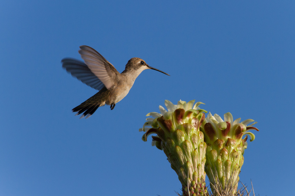 High Hummer in Phoenix, Arizona