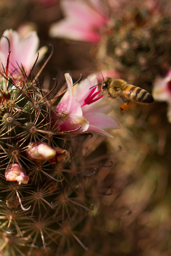 Desert Bee in Phoenix, Arizona