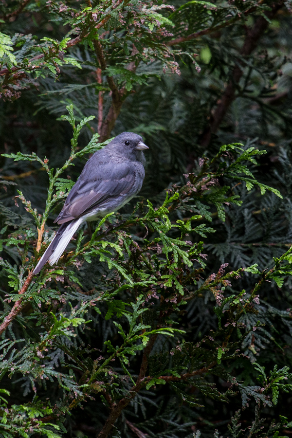 Grey Bird in Highlands, North Carolina