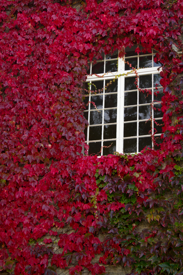 Red Ivy in Cambridge, England
