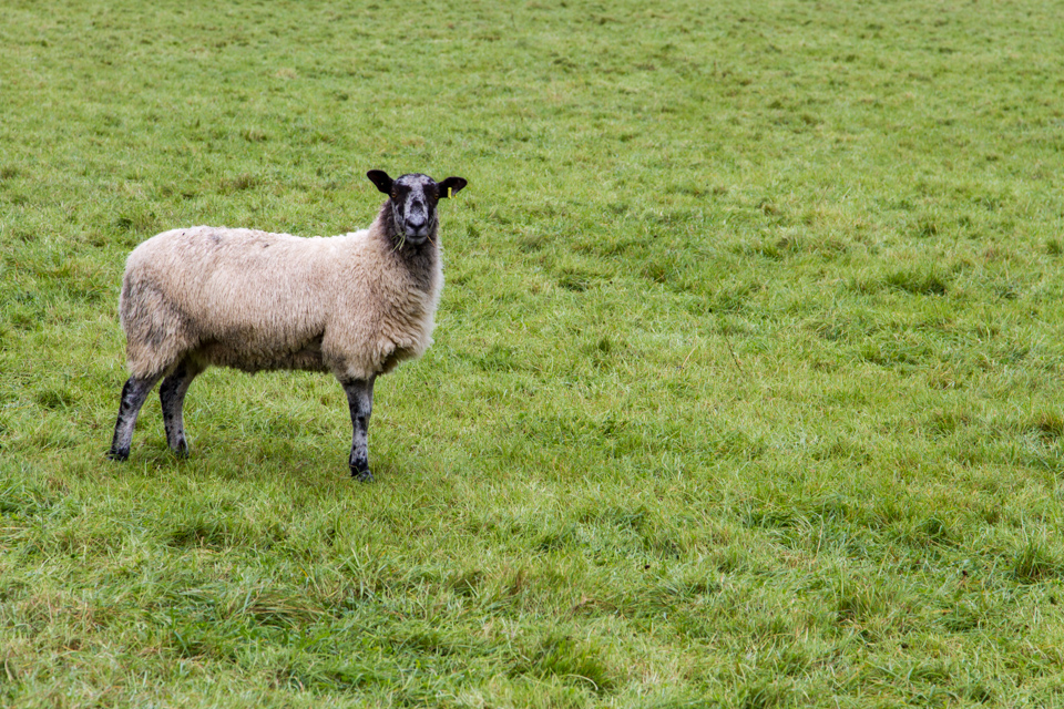 Sheep in West Sussex, England