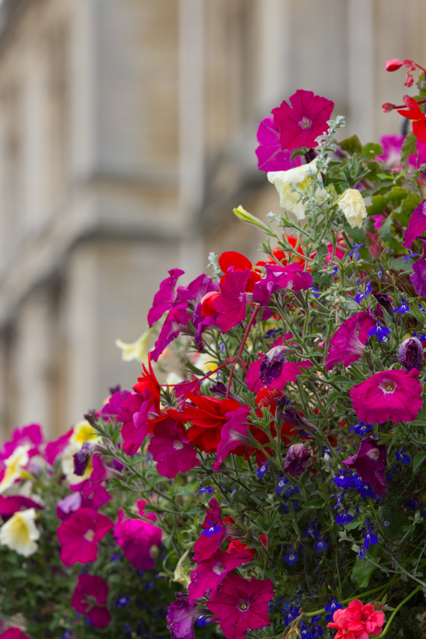 Flowers in Bath, England
