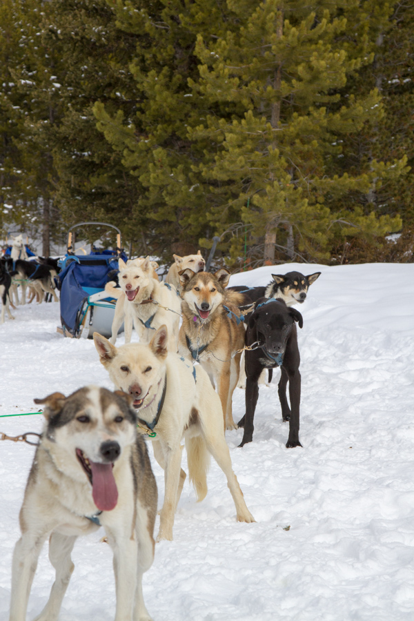 Sled Team in Yellowstone Club, Montana