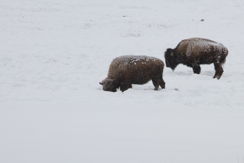 Grazing? in Yellowstone National Park, Wyoming