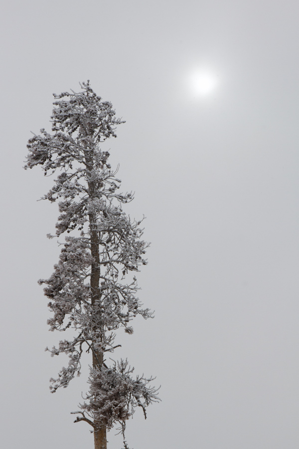 Snow Tree in Yellowstone National Park, Wyoming