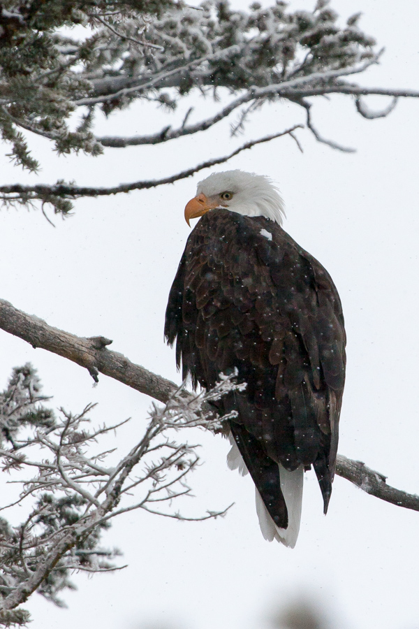 See You in Yellowstone National Park, Wyoming