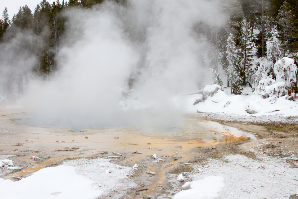 Hot and Cold in Yellowstone National Park, Wyoming