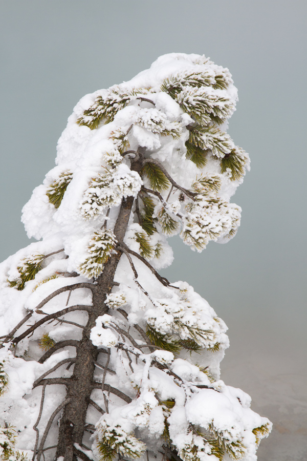 Heavy Snow in Yellowstone National Park, Wyoming