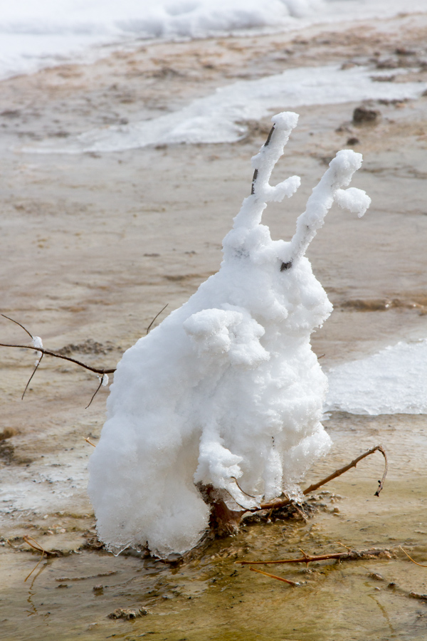 Snow Bunny in Yellowstone National Park, Wyoming