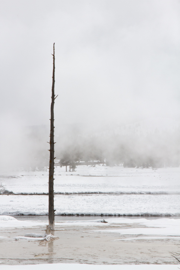 Lodgepole Pine Sentry in Yellowstone National Park, Wyoming