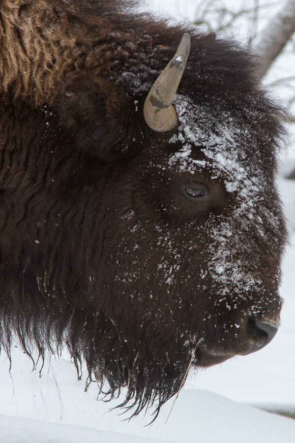 Frosty in Yellowstone National Park, Wyoming
