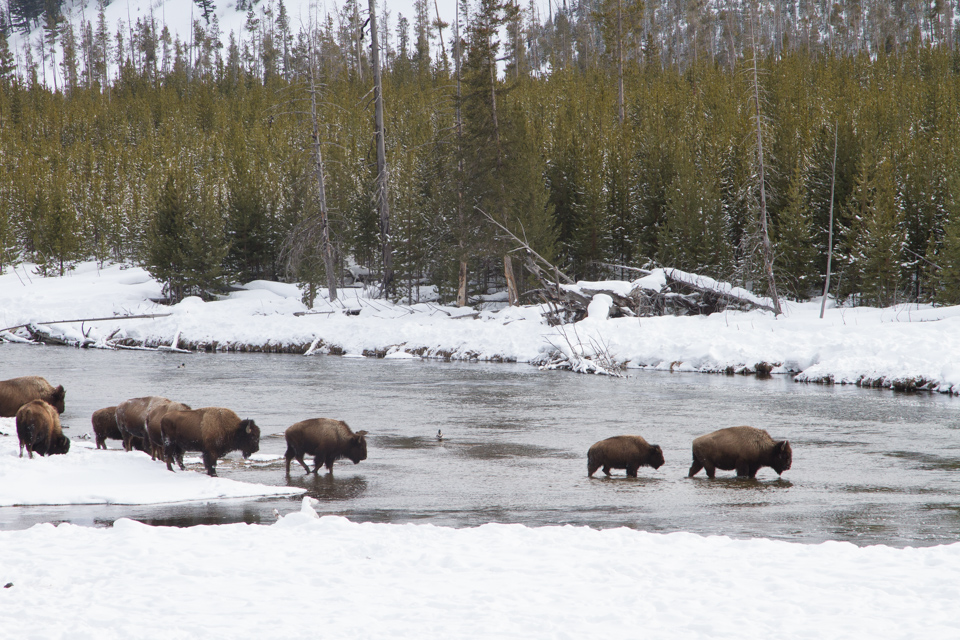 River Crossing in Yellowstone National Park, Wyoming