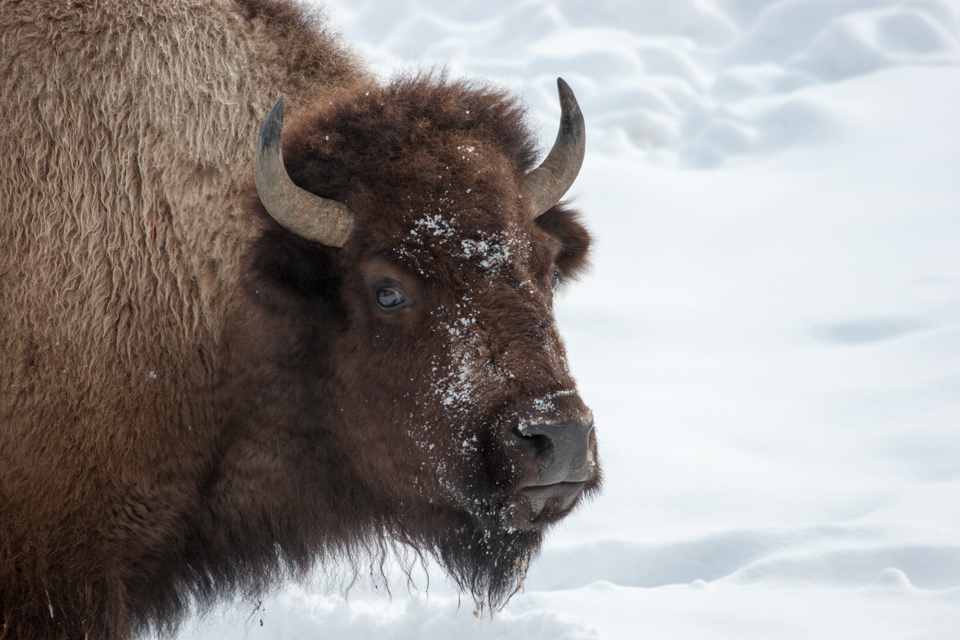 Too Close in Yellowstone National Park, Wyoming