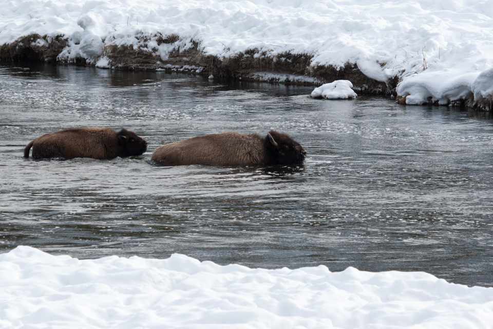 Must be Cold in Yellowstone National Park, Wyoming