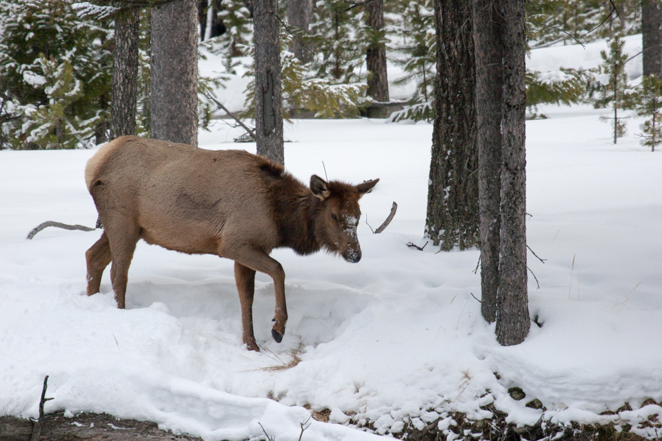 Looking for Food in Yellowstone National Park, Wyoming