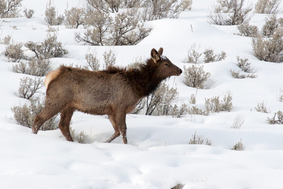 Yellowstone Elk in Yellowstone National Park, Wyoming