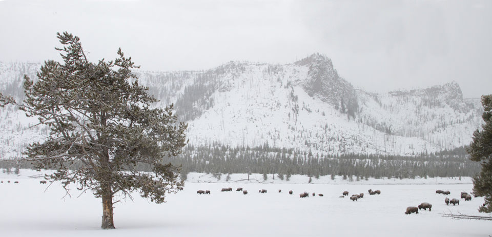 Snow and Buffalo in Yellowstone National Park, Wyoming