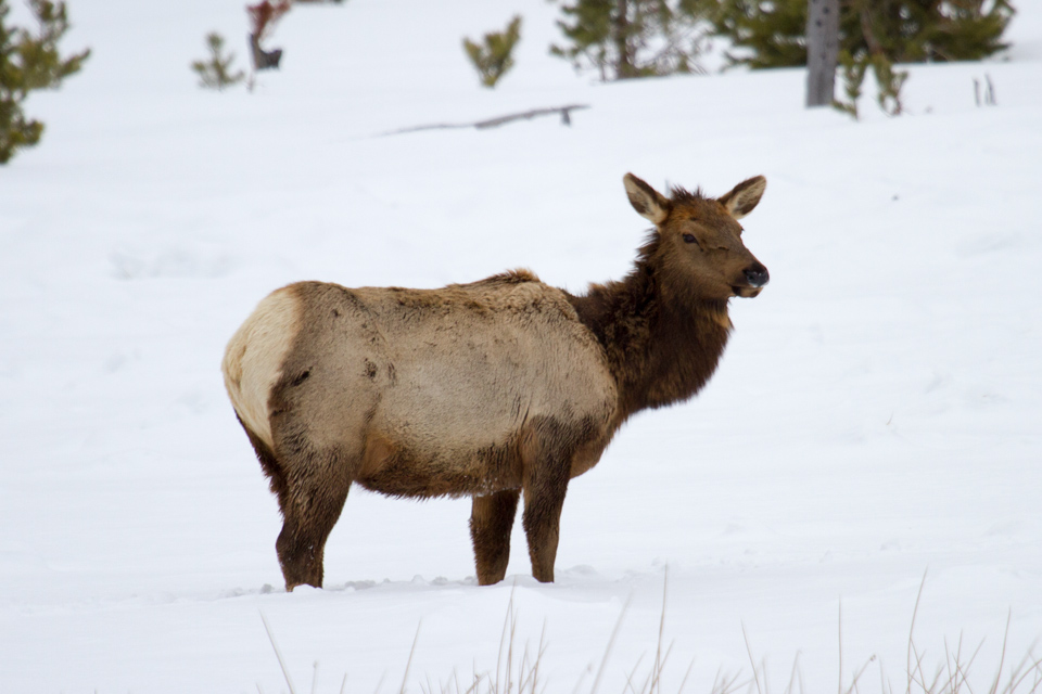 Up to You Knees and Elbows in Yellowstone National Park, Wyoming