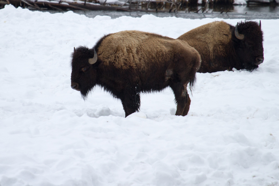 Big Guys in Yellowstone National Park, Wyoming