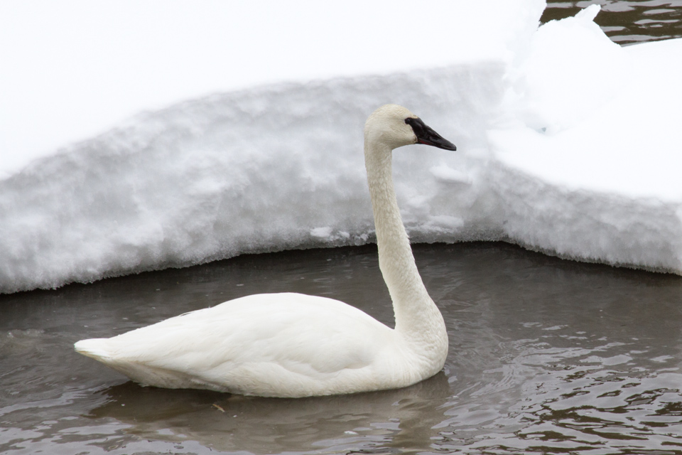 Cool Weather Swan in Yellowstone National Park, Wyoming