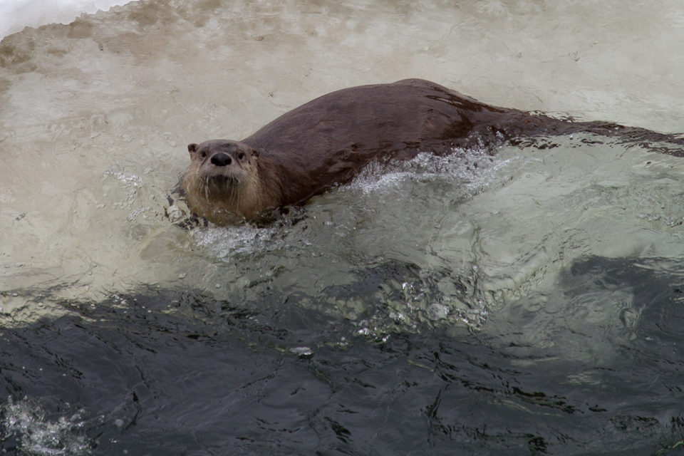Playful Critter in Yellowstone National Park, Wyoming