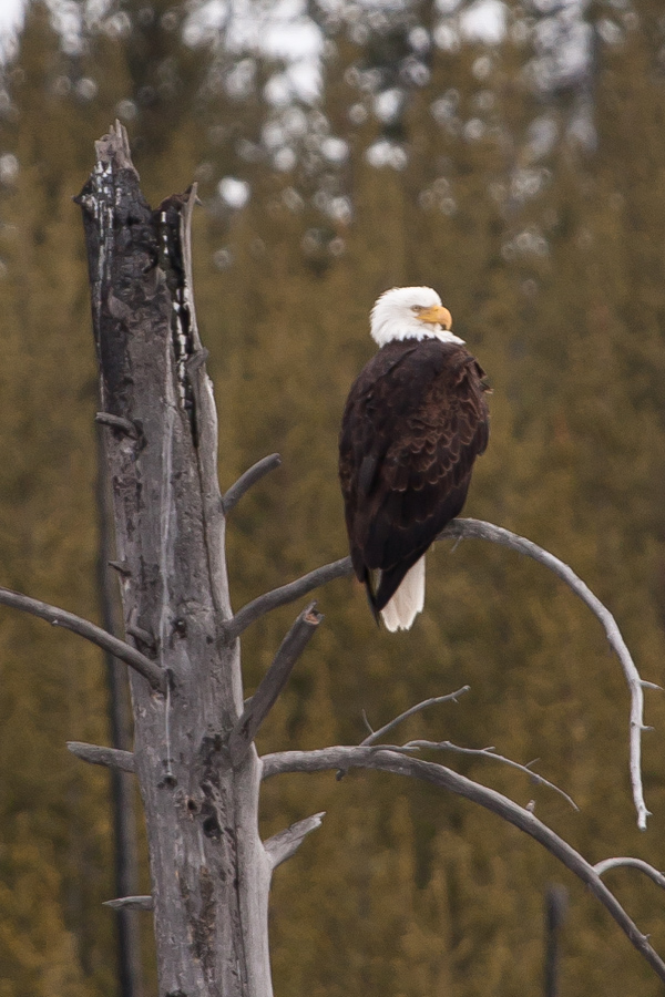 Watching in Yellowstone National Park, Wyoming