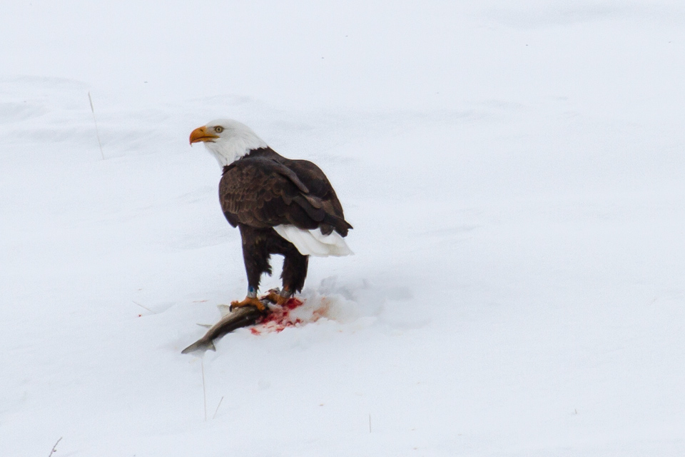 Fish Lunch in Yellowstone National Park, Wyoming