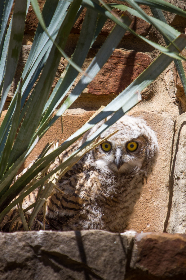 Urban Owl in Austin, Texas