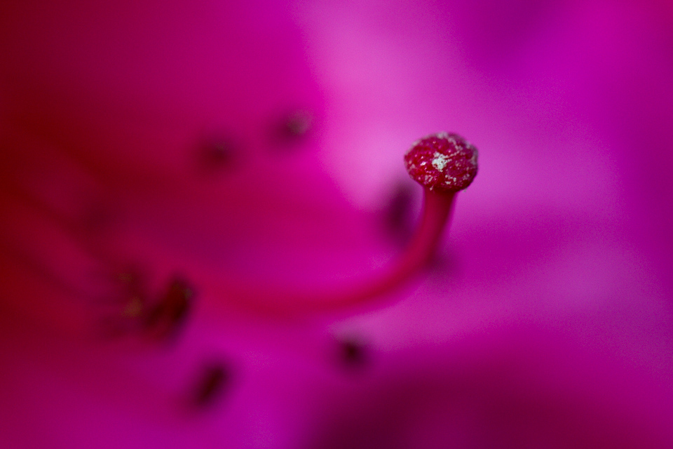 From Purple Depths in Highlands, North Carolina