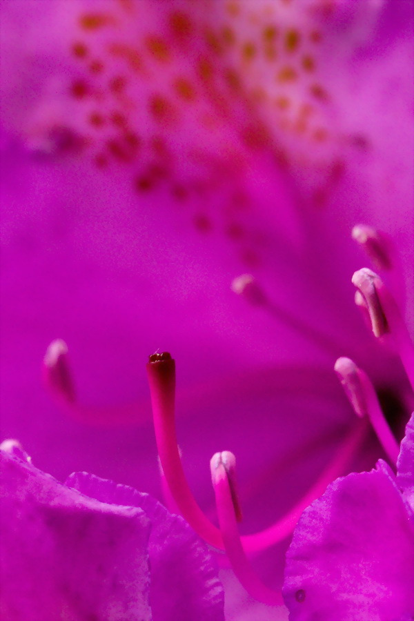 Purple Flower in Highlands, North Carolina