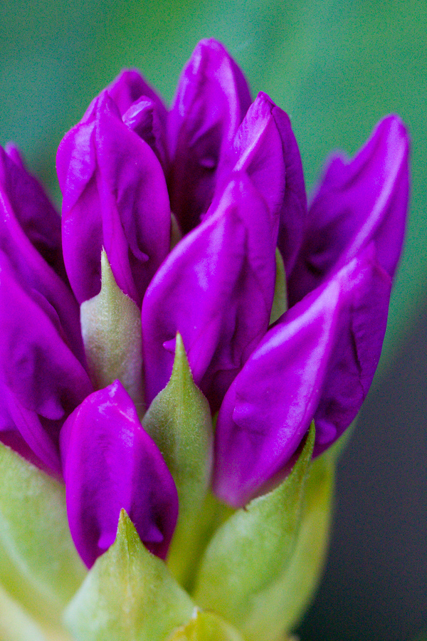 Ready to Bloom in Highlands, North Carolina
