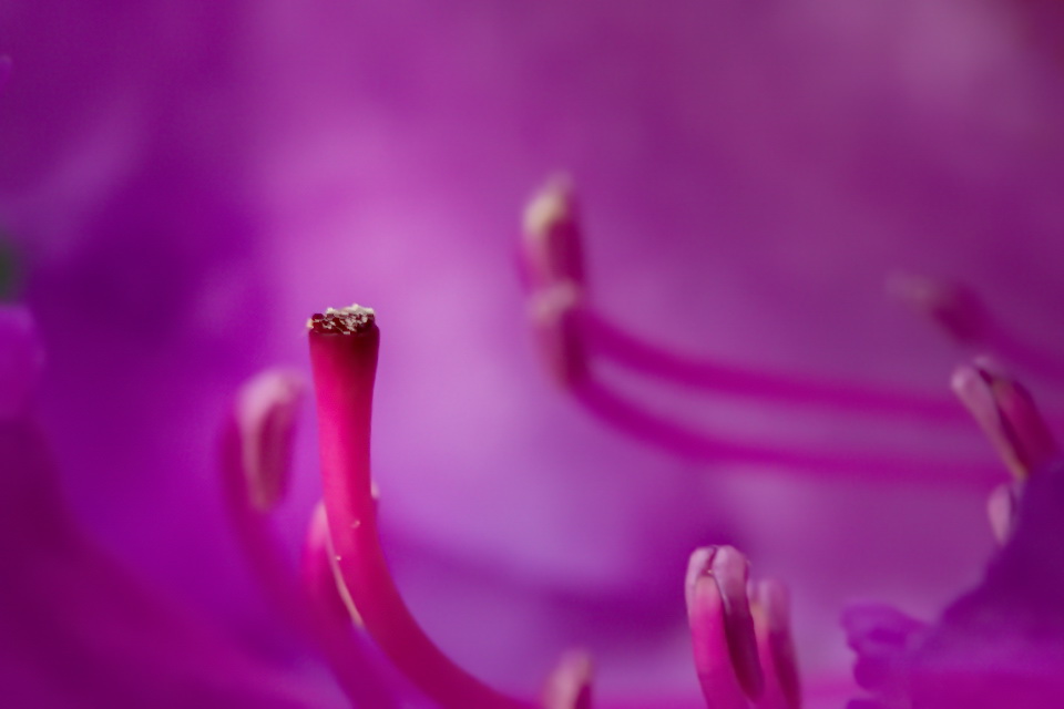Purple Haze in Highlands, North Carolina